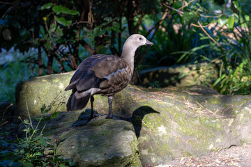 Blue-Winged Goose (Cyanochen cyanoptera) in Ethiopian Highlands Wetland