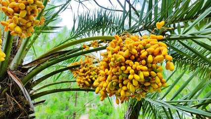 Bunch of ripe dates on a tree with green background