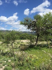 tree in the mountains
