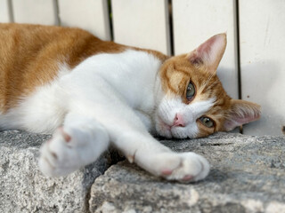 sleepy orange and white tabby cat resting on a stone wall in the sun