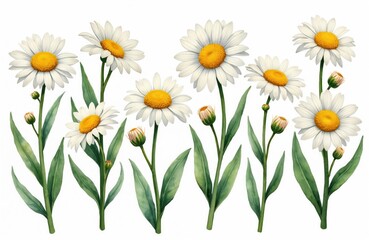 Obraz premium Watercolor art shows multiple white chamomile blooms, green stems. Some flowers are fully open, while others are still buds. This floral illustration brings fresh spring summer vibe on white canvas.