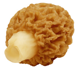 Morel mushroom, Gyromitra isolated on white background, full depth of field