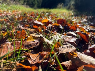 autumn leaves in the grass