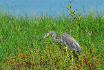 BIRDS- Close Up of a Beautiful Wild Tricolored Heron Who Just Caught a Fish