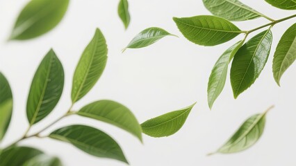 Green leaves are captured in a light and airy scene, showcasing their vibrant color and delicate shapes. The gentle movement conveys a sense of tranquility and natural beauty