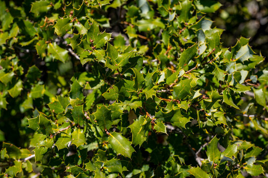Quercus coccifera, the kermes oak or commonly known as Palestine oak, is an oak shrub or tree in section Ilex of the genus. It has many synonyms, including Quercus calliprinos.