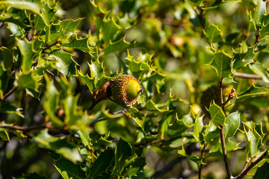 Quercus coccifera, the kermes oak or commonly known as Palestine oak, is an oak shrub or tree in section Ilex of the genus. It has many synonyms, including Quercus calliprinos.