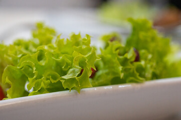 Fresh green leaf lettuce in a white ceramic bowl, close-up view of healthy salad greens on a table.