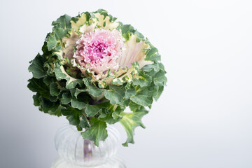 Ornamental cabbage, ornamental curly kale. Decorative cabbage flower in a vase on a light background. Holiday card.. Decorative cabbage flower in a vase on a light background. Holiday card.