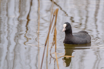 Eurasian Coot Swimming Among Reeds