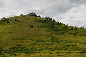 Fototapeta premium A green plateau in the middle of the Altai mountains in sunny summer weather, Russia