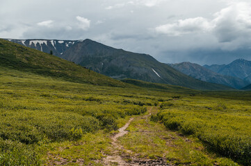 A green plateau in the middle of the Altai mountains in sunny summer weather, Russia