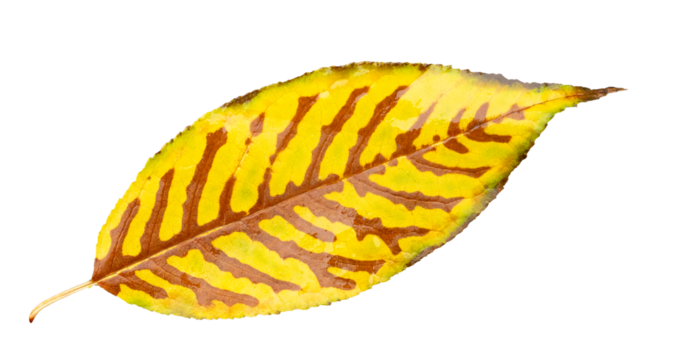 Autumn leaf isolated on white background, yellow leaf with brown veins. - Powered by Adobe