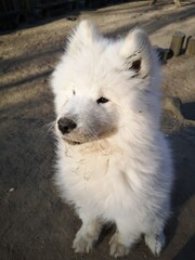 Adorable Samoyed Puppy Portrait with a Dirty Nose