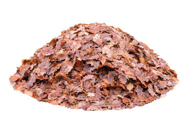 A large pile of autumn leaves isolated on a white background. The leaves are brown and scattered.
