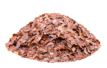 A large pile of autumn leaves isolated on a white background. The leaves are brown and scattered.
