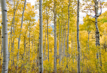Aspens in Fall 