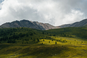 A green plateau in the middle of the Altai mountains in sunny summer weather, Russia