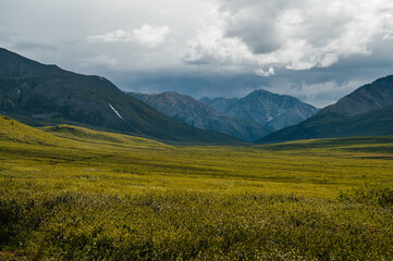A green plateau in the middle of the Altai mountains in sunny summer weather, Russia