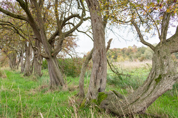 A ghost hedge, where hawthorn trees (crataegus monogyna) show where a field boundary used to be.
