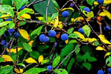 sloe on the branch