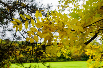 yellow leaves in the park