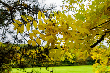 yellow leaves in park
