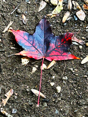 maple leaf on the path