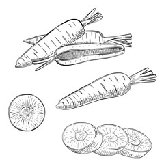 Carrots vector line art hand drawn illustration 