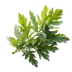 Fototapeta premium Artemisia vulgaris L, Sweet wormwood, Mugwort or artemisia annua branch green leaves on transparent png