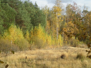 polana w lesie jesienną porą  © J