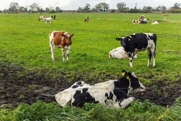 Scenic black white Friesian Holstein cows graze green pasture  at small canal under cloudy sky at Netherlands. Dutch rural landscape open fields calm atmosphere traditional farming  countryside life
