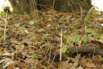 Close-up photo of a withered Coprinus picaceus mushroom standing alone on the forest floor covered with autumn leaves and branches in an oak forest