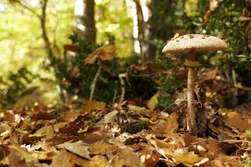 Close-up photo of a Macrolepiota procera mushroom resting on autumn oak leaves with blurred greenery in the background