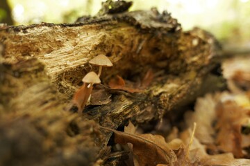 Close-up photo of tiny mushrooms growing on the wet trunk of a fallen decayed oak tree after rainfall in the forest
