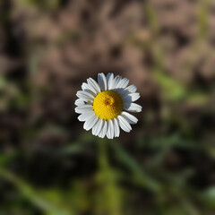 A daisy with a small black insect on it.