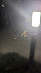 spider on the web