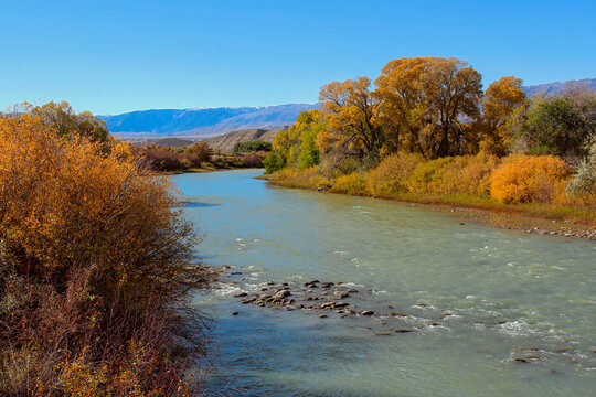 Yellow and Gold Fall Foliage on the Clarks Fork of the Yellowstone River while Driving Highway 72 in Southern Montana.