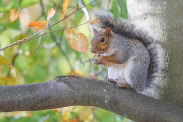 Grey Squirrel On A Branch Eating An Acorn - 241C7353