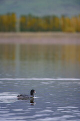 Duck Swimming on a Calm Lake in Autumn