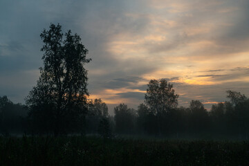 Fototapeta premium mystical fog over the edge of the forest at dawn