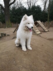 Happy Samoyed Puppy Sitting on Dirt Mound in Agility Park
