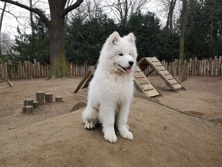 Adorable Samoyed Puppy Sitting in Dog Agility Park