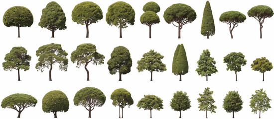 Green tree variety illustration with multiple shapes and foliage types, clean white background emphasizing diversity in form and color, perfect for natural design themes.