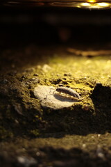  nature, wildlife, isolated, slow, water, baby, closeup, green, close, bug 