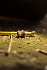  nature, wildlife, isolated, slow, water, baby, closeup, green, close, bug 