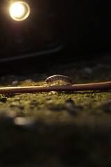  nature, wildlife, isolated, slow, water, baby, closeup, green, close, bug 