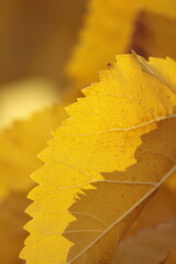 texture, yellow, pattern, material, paper, textured, wallpaper, wall, leather, fabric, backgrounds, surface, color, closeup, orange, backdrop, textile, rough, macro, design, blank, canvas, gold, paint