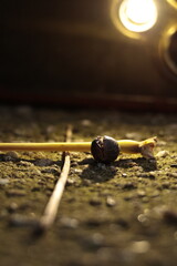  nature, wildlife, isolated, slow, water, baby, closeup, green, close, bug 