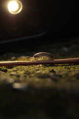  nature, wildlife, isolated, slow, water, baby, closeup, green, close, bug 